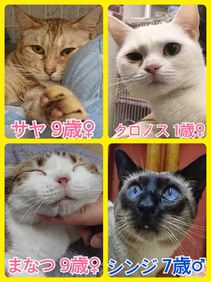 🐱今月も猫ちゃんの卒業強化月間🐾今日の里親様募集中ニャンコ🐱メンバーです🐾2018,12,10